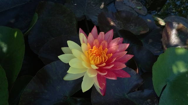 lilia wanvisa cudny okaz do wody